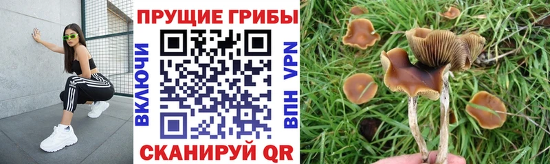KRAKEN маркетплейс  Сухиничи  Псилоцибиновые грибы прущие грибы 